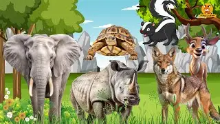 The Special Beauty of Animals - Elephant, Rhino, Wolf, Skunk, Deer | Animal sounds
