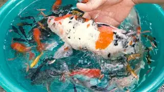 Koi Amabuki Ogon Goldfish Catfish Molly Betta Dwarf Gourami Koi Carp Fish animals Videos P0018