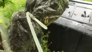 First Golden Plum Air layer, We Got Roots 🙏🏾