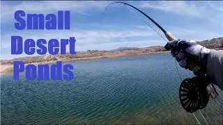 Fly fishing small desert ponds in Utah