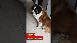 Зачем мы здесь?????#подпишись #тренды #trending #юмор #cute #sweet #собака #dog