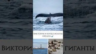 Виктория и гиганты океана  🐋#Виктория #Канада #Океан #Киты #WhaleWatching