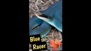 The Blue Racer Snake: The fastest snake in canada