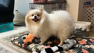 The Ultimate Pomeranian Playtime Experience