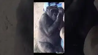 Gorilla 🦍 comedy video #monkey #HumorHub#viralshorts