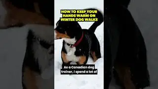 Keep Your Hands Warm On Winter Dog Walks