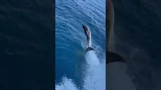 Tuimelaar/ Bottlenose Dolphin @Athos Greece 24.07.2023