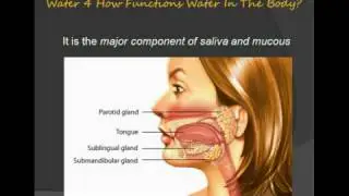 Water 4 How Function Water In The Body