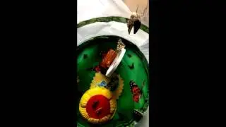 KSCJTV Live Butterfly Garden Part 2