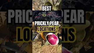 Where to Find Prickly Pears FAST in ARC Raiders 🌵