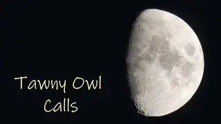 Owl Sounds - Tawny Owl - Male and Female Call Comparison
