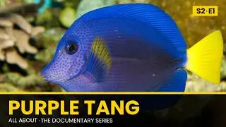 Purple Tang: Natural History & Aquarium Care | All About Documentary Series