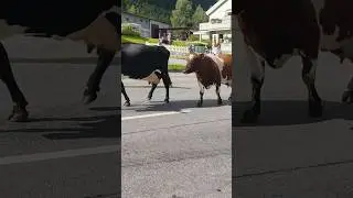 Kyr 🐄🐄🐄 Robru, Gol kommune 🏞️ kl11.40 4/9-2023 +20&deg;C mandag #robru #h&oslash;st #norge #kyr #cows #robru