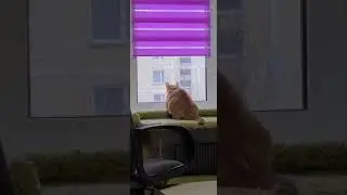 #shorts Кот ловит снег на окне. Cat catches snow on the window