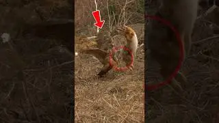 Хитроумный побег кролика от смертельного нападения орла