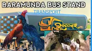 Black skin aseel 🐥🐥 transport #aseelmurga #birds #viralvideos