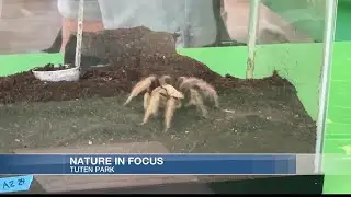 Nature in focus returns to showcase the importance of SWLA insects