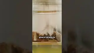 Tea 101: Unraveling the Black and Green