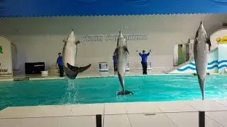 Otaru Aquarium Dolphin Show - Hokkaido, Japan