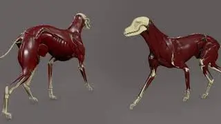 Maya - Ziva Muscle -  R & D - Wild VFX