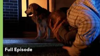 Loyal Labrador Saves Family From House Fire | Pet Heroes S1