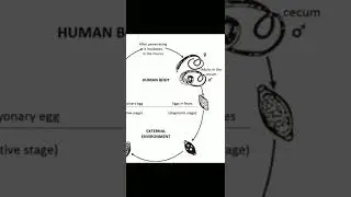 Trichuris trichiura Life cycle | Whip worm life cycle | Barrel shape egg