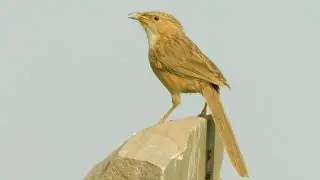 common babbler&nbsp;calling agricultural fields rajasthan