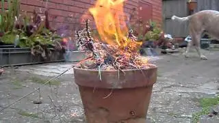 Drosophyllum lusitanicum plant burning