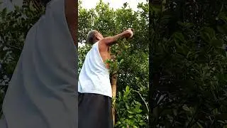 Harvesting lemon 🍋 using ladder#lemon #harvesting #myvegetablegarden #organicgarden