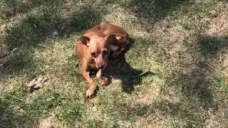 Disabled Dog Catching Some Rays
