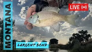 #LIVE #FISHING - E51 - Multi-species Fishing at Largent Bend Pond!
