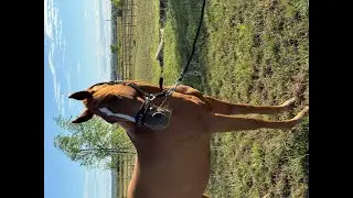 SW Land For Free: JM GANGJAR x - 2018 gelding