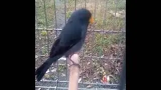 Mochuelo,pico de maIz cantando para ense&ntilde;ar