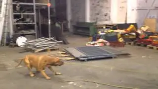 Dogue de Bordeaux - Mix Lydon is killing an air-hose