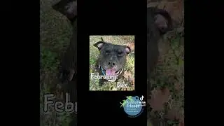 Who should you adopt?  #adoptable #animalcompanionship