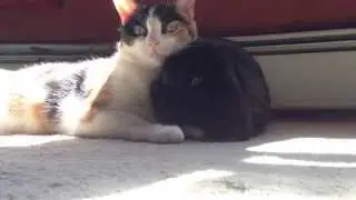 Pookie the Cat Grooming BunBun the Bunny Rabbit - Interspecies Friends