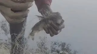 fishing for net jal fishing only kukiyaa fish #fishing video  #viralvideo #shortvideo 