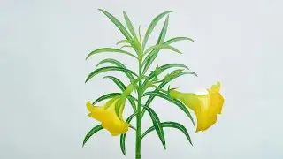 Yellow Oleander(पीला कनेर) Flower Drawing