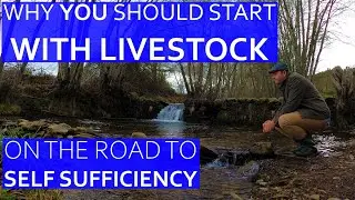 WHY SELF SUFFICIENCY WITH ANIMALS IS MOST IMPORTANT - OUR PORTUGUESE FARM ROAD TO SELF SUFFICIENCY
