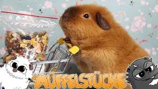 Meerschweinchen bestimmen die Gehege Einrichtung | Die Müffelstücke