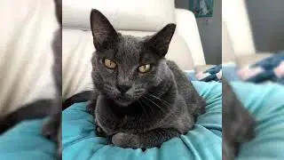 Корат. Плюсы и минусы, Цена, Как выбрать, Факты, Уход, История