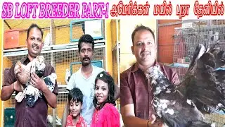அமெரிக்கன் மயில் புறா காத்தாடி வால் புறா AMERICAN FANTAIL SB LOFT PIGEON BREEDERS IN INDIA THENI P1