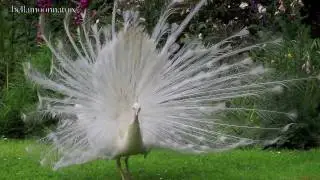AMAZING WHITE PEACOCK DANCE