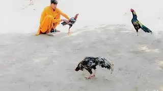 My Aseel Farm | Pakistani Pure Aseel Farming 🐓