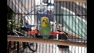 hours of relaxing budgie bird noises to calm study HD 121