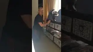 Cat on the attack