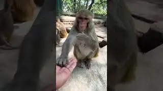 Yes monkey mood #phonkmusic #music #edm #audio #dubidubidu #song