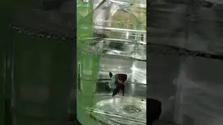 SICK?? 🥺😞 #shorts #trending #viral #fish #bettafish