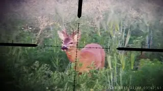 June 2024 Roe buck - Test new riflescope SWFA 10x42