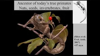 Nutrition and Diet - Exploring The Human-Ape Paradox: Margaret Schoeninger